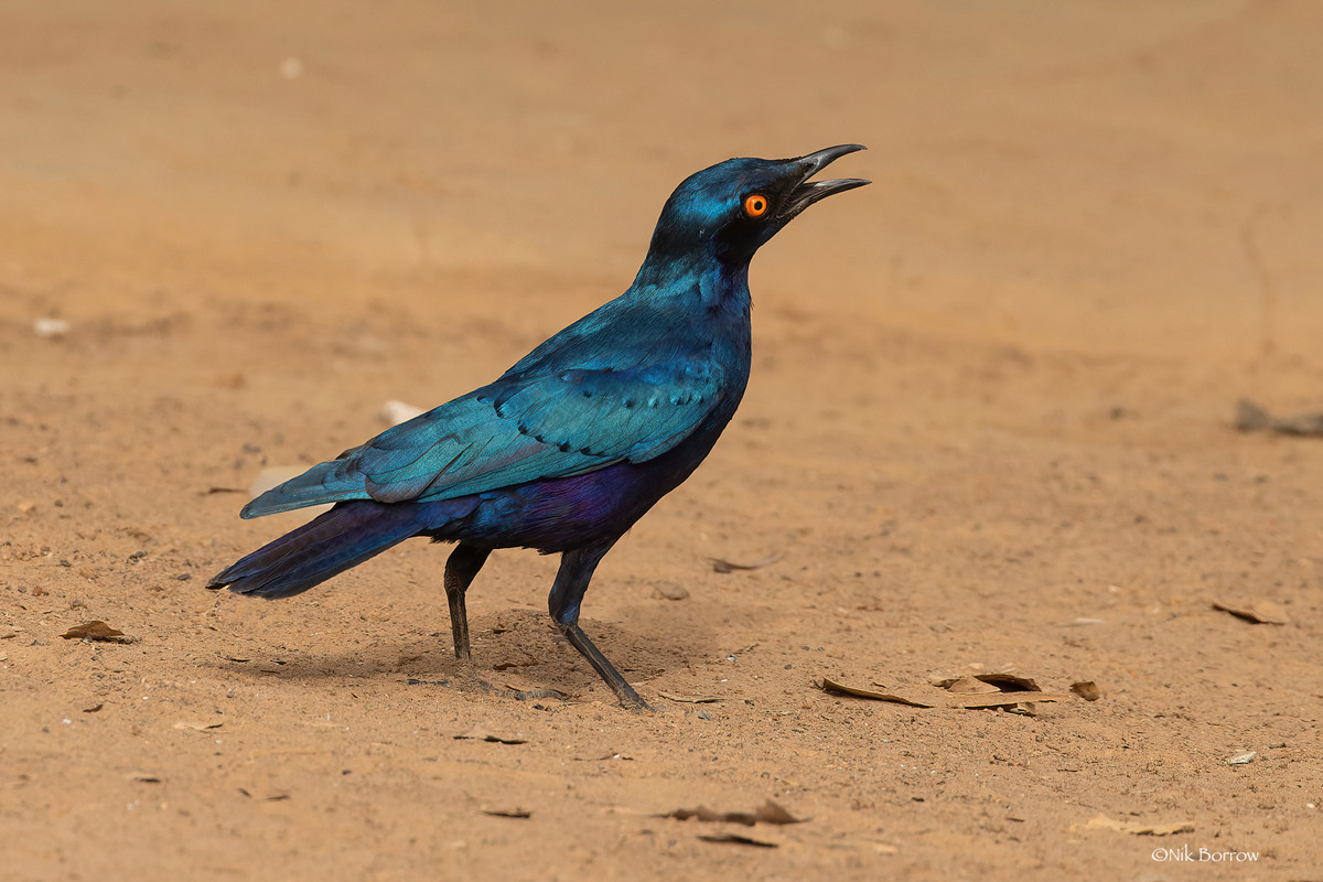 Bronze-tailed Starling nominate race
