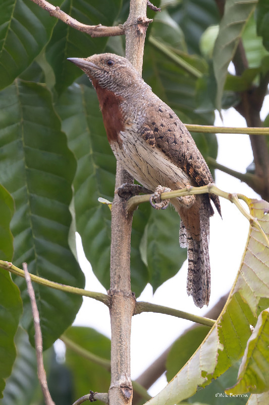 Red-throated Wryneck nominate race