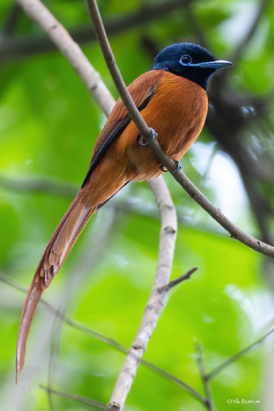 Red-bellied Paradise Flycatcher subspecies somereni