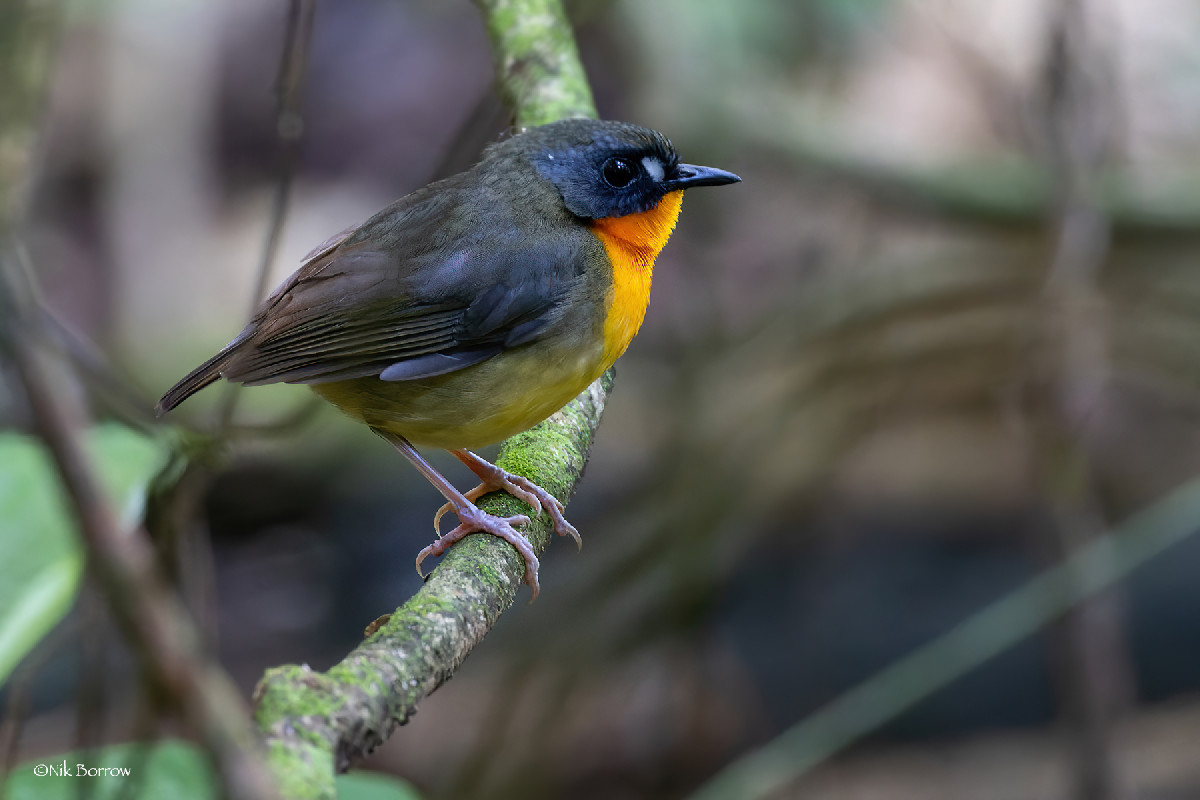 Forest Robin subspecies xanthogaster
