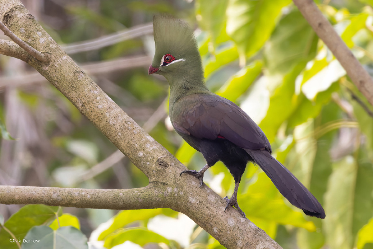 Guinea or Green Turaco nominate race