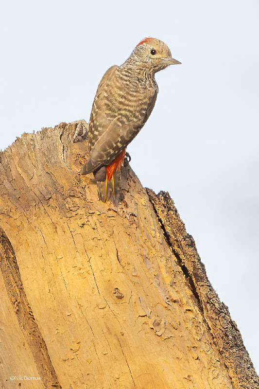 Little Grey Woodpecker