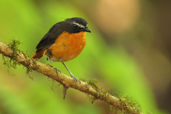 Mountain Robin-chat - Cossypha isabellae - złotokos kameruński