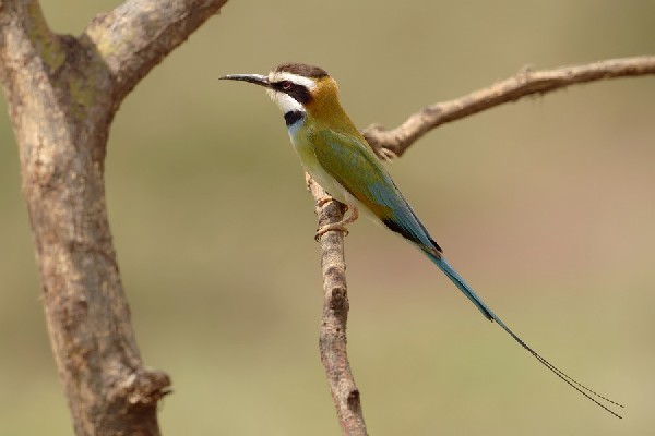 White-throated Bee-eater - Merops albicollis - żołna białogardła