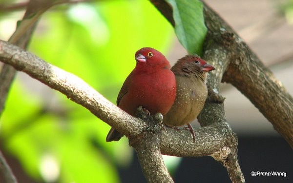 Red-billed Firefinch pair