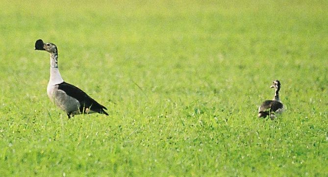 Knob-billed ducks male and female