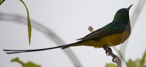 Pygmy sunbird