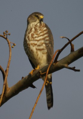 Shikra in the morning light