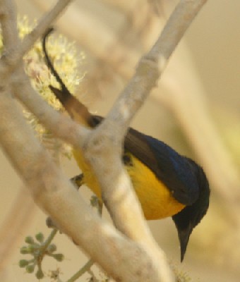 Pygmy sunbird