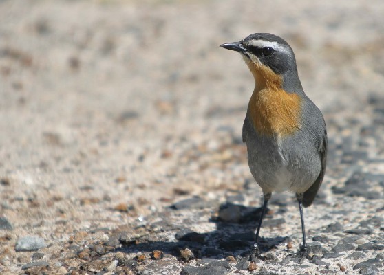 Cape Robin
