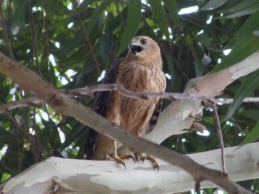 Black Sparrowhawk calling for food