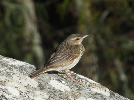Approachable Striped Pipit