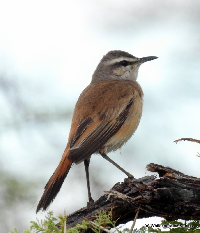 Singing for his life.