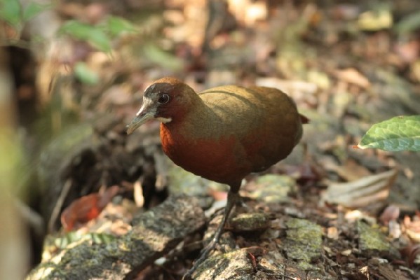 Tsingy Wood Rail