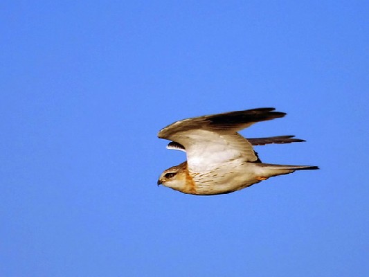Black-shouldered Kite in flight