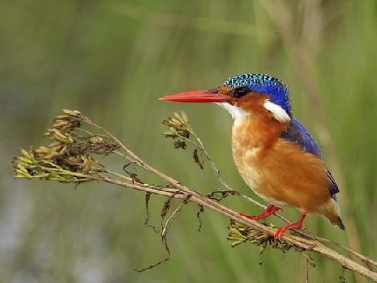 Malachite Kingfisher - a small gem