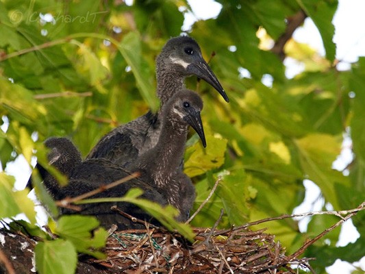 Hadeda Ibis - in the backyard