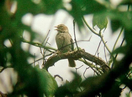 Chestnut-crowned Sparrow-Weaver