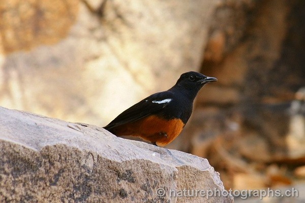 Mocking Cliff Chat