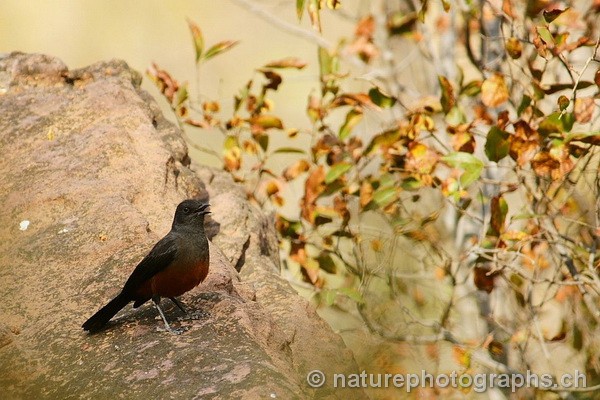 Mocking Cliff Chat