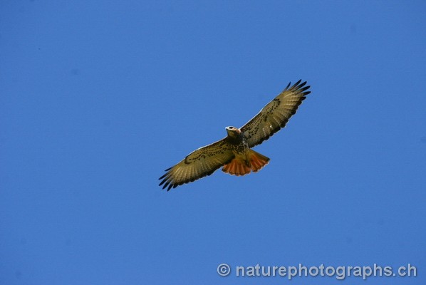 Red-necked Buzzard