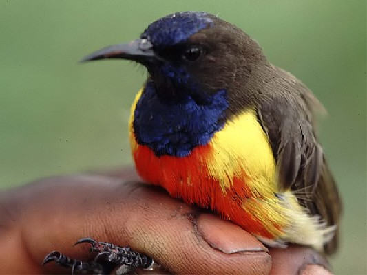 Anchieta´s Sunbird South-West Tanzania