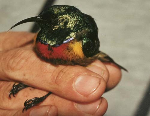 Moreau´s Sunbird in Tanzania