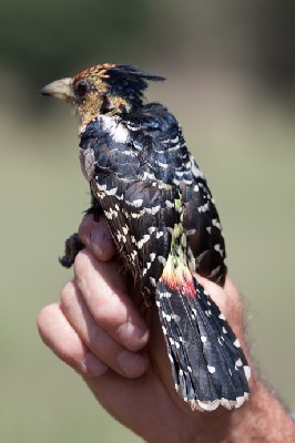 Crested Barbet