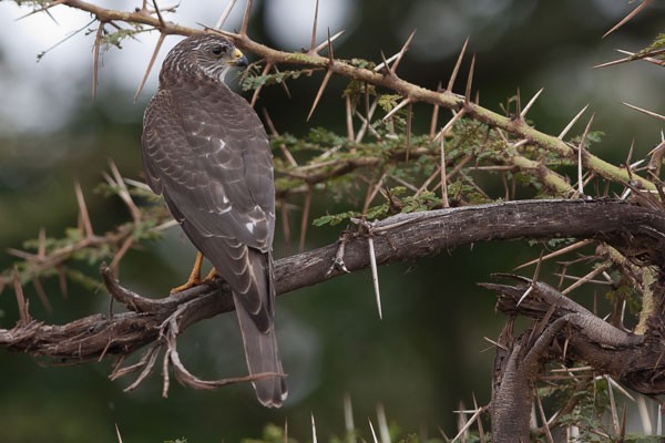 Levant Sparrowhawk in Ngorongoro Crater