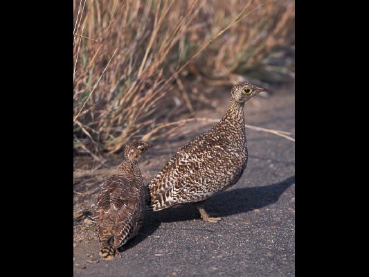Double-banded Sandgrouse