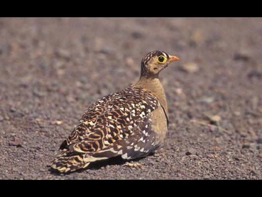 Double-banded Sandgrouse