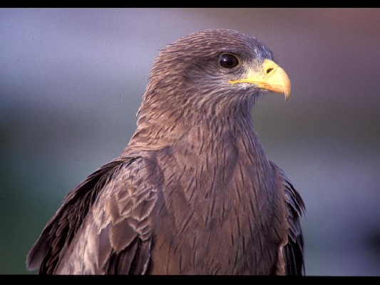 Yellow-billed Kite Portrait