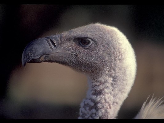Cape Vulture portrait