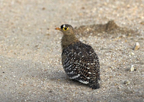 Male Double-banded Sandgrouse