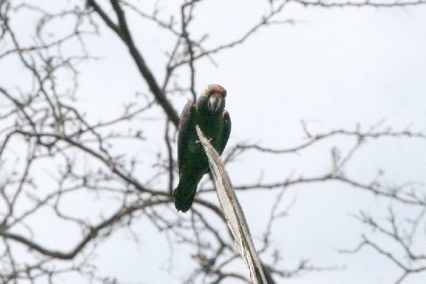 Red-fronted Parrot