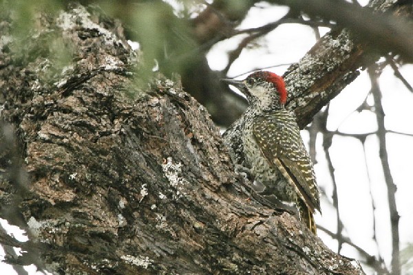 Golden-tailed Woodpecker