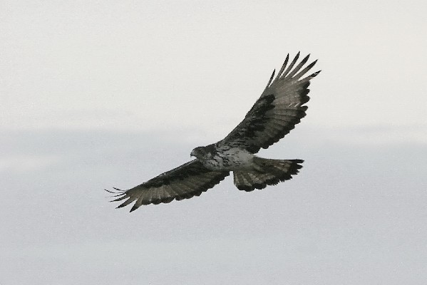 African Hawk Eagle