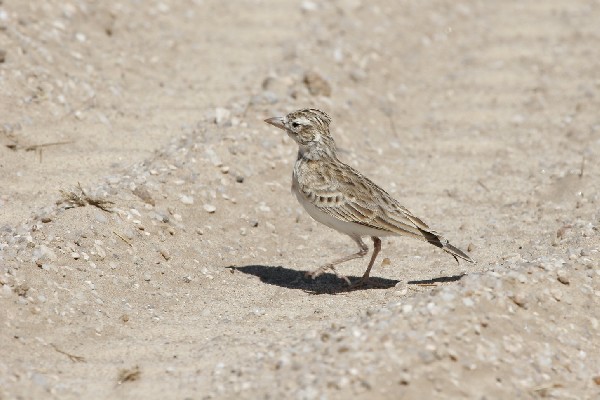 Stark's Lark