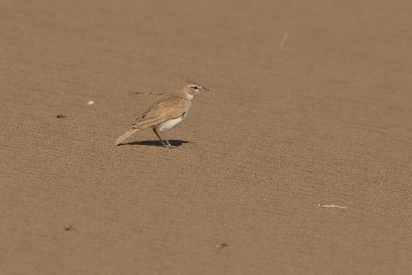 Dune Lark