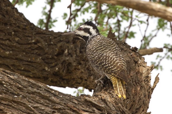 Bearded Woodpecker