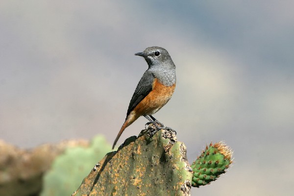 Little Rock-Thrush