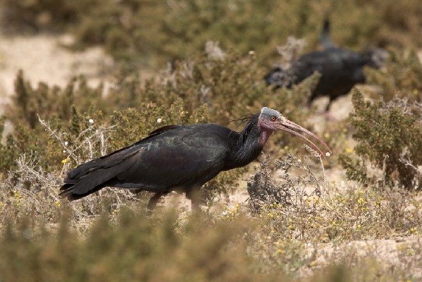 Nothern Bald Ibis