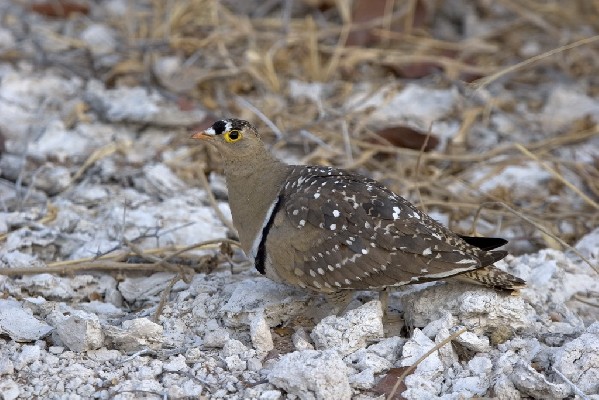 Double-banded Sandgrouse