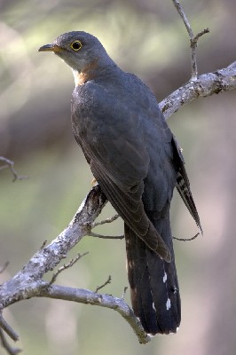 Red-chested Cuckoo