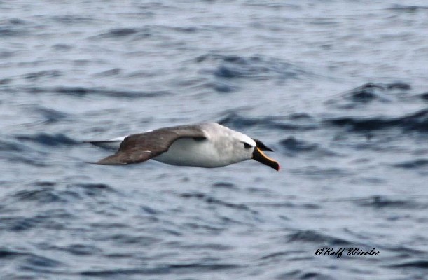 Atlantic Yellow-nosed Albatross