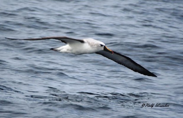 Atlantic Yellow-nosed Albatross