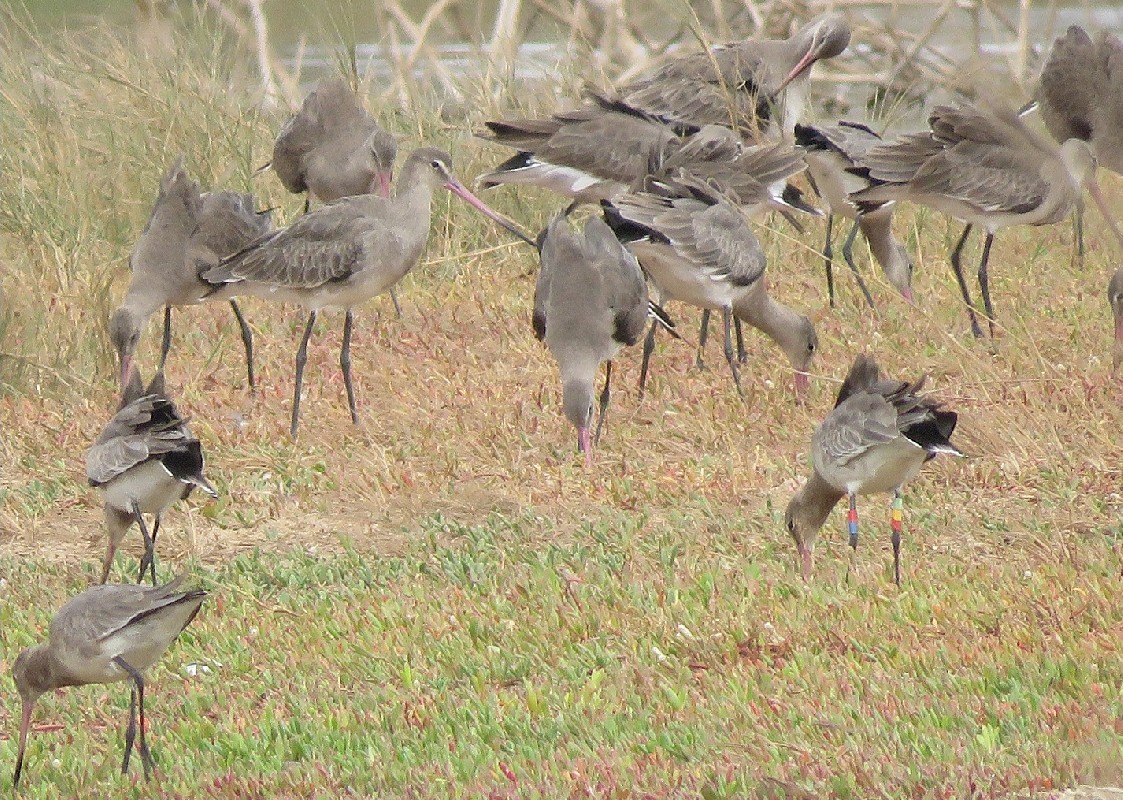 Part of a flock of feeding Black-tailed Godwits