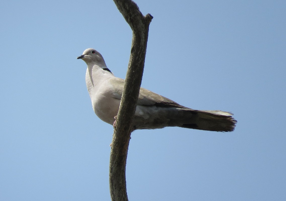 Eurasian Collared Dove at Parc de Hann