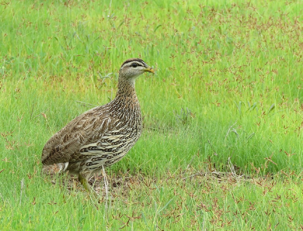 Double-spurred Francolin, Palmarin