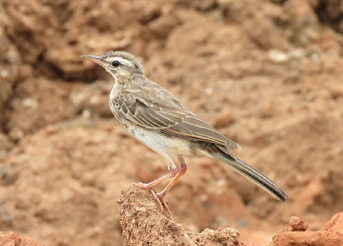 Plain-backed Pipit in worn plumage, near Joal, Senegal